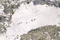 Quartz LPNA x4